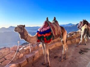 Saint Catherine in Egypt's